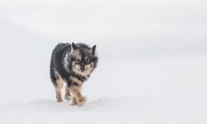 hilla the snowkite dog